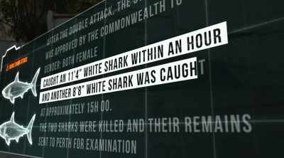 The answer is in
their size and age. - Shark Attack Files