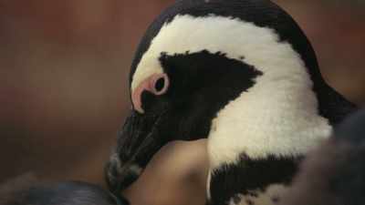 The answer will be the same - Penguin Town