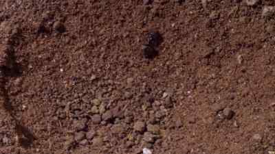 The ant can't climb out. - Micro Monsters with David Attenborough