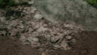 The ant colonies - The Dead Don't Die