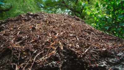 The ants may be tiny, but they are
well able to defend their home. - Wild Isles
