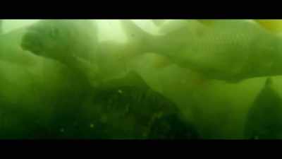 The aquatic food chain - Seaspiracy