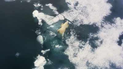 The Arctic is now warming
more than twice as fast - Frozen Planet II