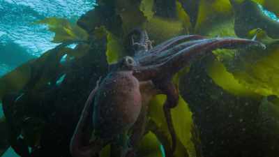 The arm becomes pretty functional, - My Octopus Teacher