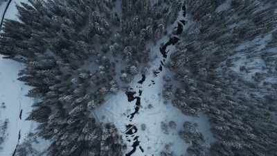 ...the arrival of spring. - Frozen Planet II