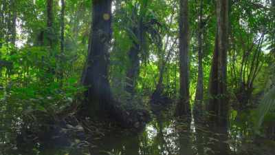 The ash acts as a fertilizer, - Our Great National Parks