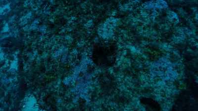 The Atlantic Explorer
scours the search area,
going back and forth, - Atlantis Rising