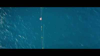 The audacity of that Shark Control
Program or the people that run it, - Envoy: Shark Cull
