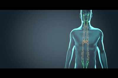 The autonomic nervous system
has two major branches, - Stressed