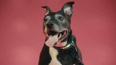 The average dog
can learn 165 words. - Inside the Mind of a Dog