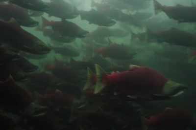 The average person,
when they see a salmon, - Artifishal