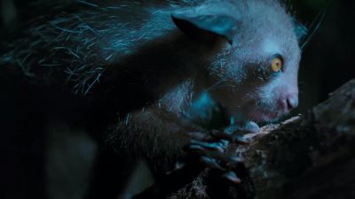 The aye-aye. - Tiny World