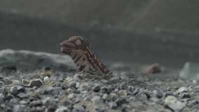 The babies are relatively tiny,
less than a foot long. - Prehistoric Planet