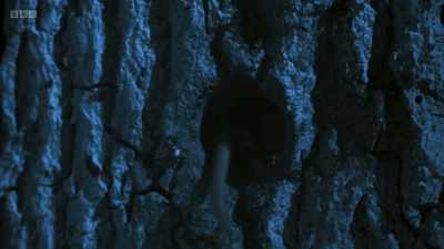 The baby dormice scuttle back home. - Wild Isles