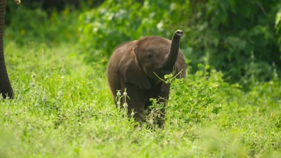 'The baby elephant's
grown more confident and curious. - A Year on Planet Earth