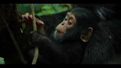 The baby is getting stronger. - Chimp Empire