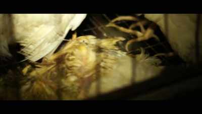 The bacteria tends to 
spread that the pathogens - What the Health