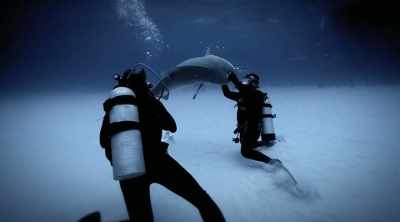 The bad news, - Shark Attack Files