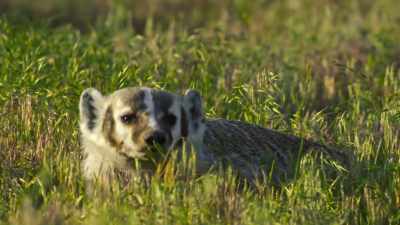 The badger backs off to a safe distance. - The Secret Lives of Animals