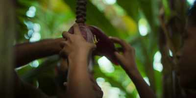The banana tree is unique - Omnivore