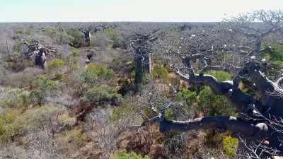 The baobab
is a marvel of nature, - Tales From The Explorers Club