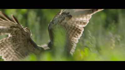 - ...the barn owls, hawks, weasels,
badgers, and gopher snakes did. - The Biggest Little Farm: The Return