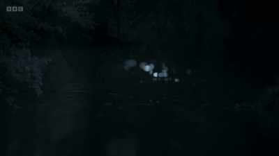 The bats navigate by sending out
echolocation calls - Wild Isles