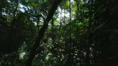 The battle is at its fiercest
on the forest floor... - The Green Planet