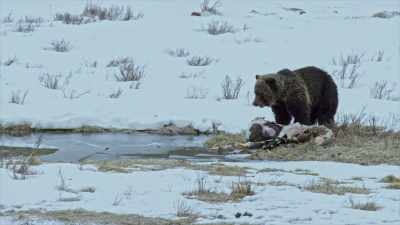 The bear eats his fill,
but he's not alone. - Yellowstone: One-Fifty