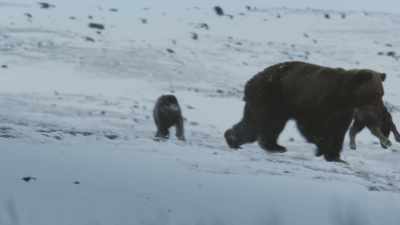 The bear instinctively kills
every calf it can. - Frozen Planet II