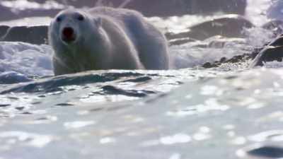 The bear knows it won't be able
to catch them there. - Blue Planet II