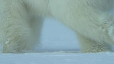 The bears must keep searching. - Our Planet