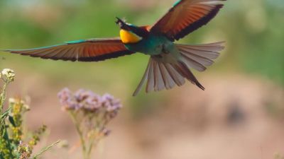 The bees are outmaneuvered... - Tiny World