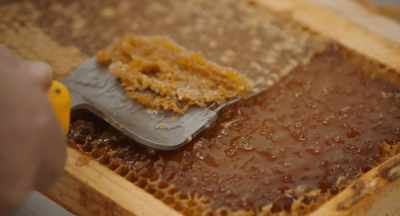 The bees put this cap on
when they get it dry enough - The Pollinators