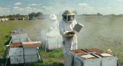 The bees think that
there's a forest fire coming, - The Pollinators