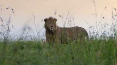 The beginnings of an impressive mane - Dynasties