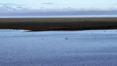 "The beluga left stranded is not." - Secrets of the Whales