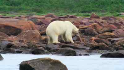 The beluga whales' visit is brief, - Predators