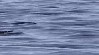 "The belugas teach their young
that here," - Secrets of the Whales
