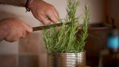 The best herb to do that
is fresh rosemary. - Gino's Italian Family Adventure