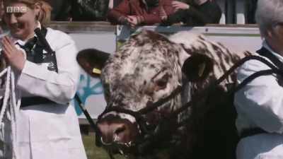 The Best In Show
competitions are about to begin. - Mountain Vets