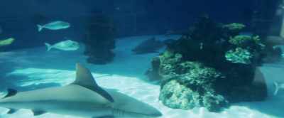 The best shark experience
you'll ever experience. - Aquarium of the Dead