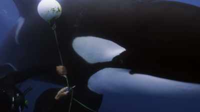 ''The big male could easily
kill the diver,'' - Secrets of the Whales