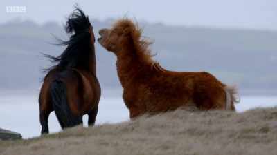 The big stallion has had enough. - Wales: Land of the Wild