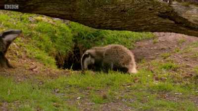 The bigger cub is minding
his own business, - Wales: Land of the Wild