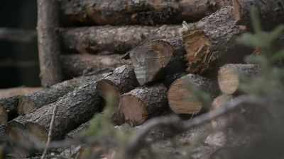 The bigger the log is, - Life Below Zero: Next Generation