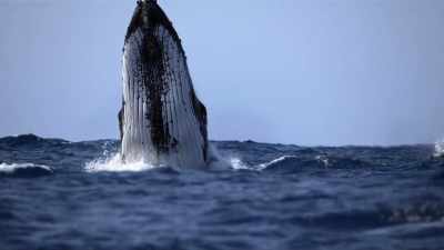 The bigger the splash,
the more he'll stand out. - Secrets of the Whales