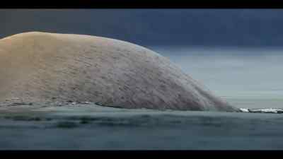 The biggest animal - Our Oceans