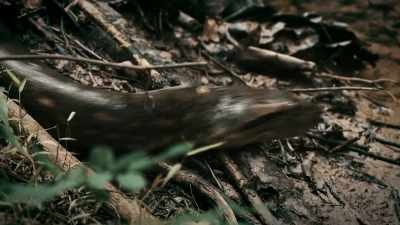 THE BIGGEST KNOWN SNAKE,
THE ANACONDA, - Expedition Mungo
