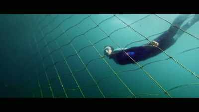 The biggest misconception
that people have - Envoy: Shark Cull
